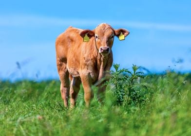 Brown calf