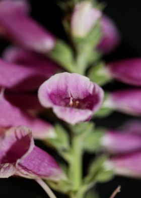 Purple flowering close up