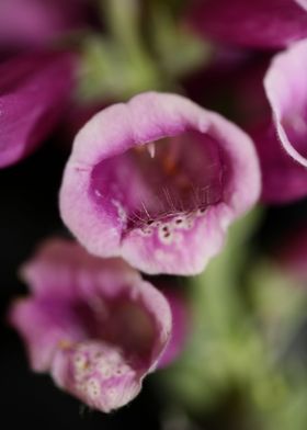 Purple flower blossoming