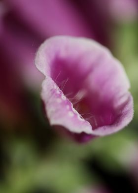 Purple flowering close up