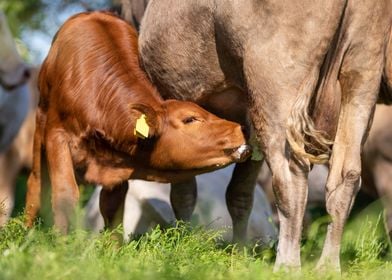 Brown calf