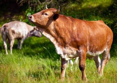 Brown cow