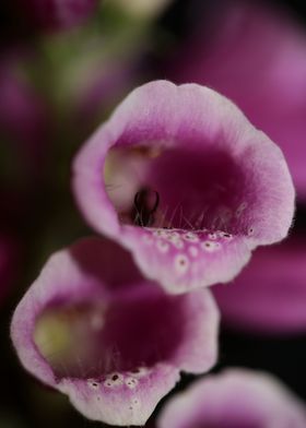 Purple flower blossoming