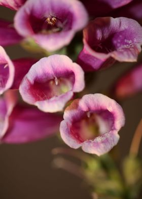 Purple purpurea flowering