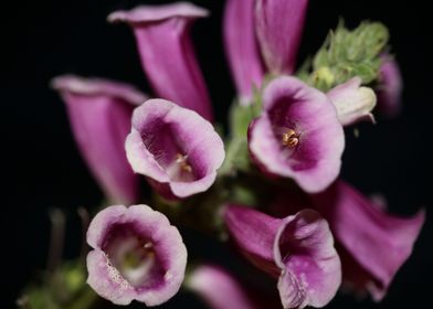 Purple flowering close up