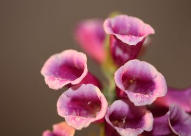 Purple flowering close up