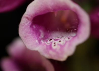Purple flower blossoming