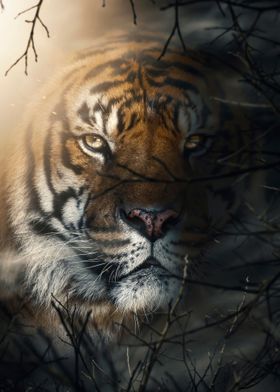 wild angry tiger face 