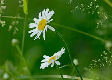 Daisies in the grass