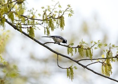 Chickadee in spring