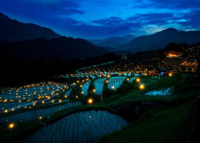 Lit Up Rice Paddies 