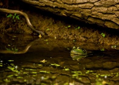 Bullfrog under a log