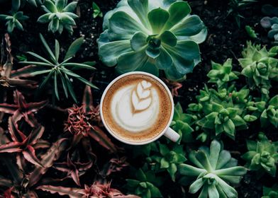 coffee with succulents