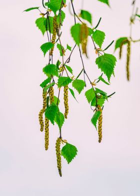 Birch Tree