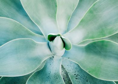 closeup of succulent