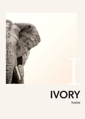 Color Alphabet Ivory I