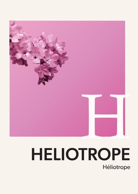 Color Alphabet Heliotrope