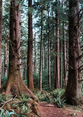 Oregon Forest PNW Magic