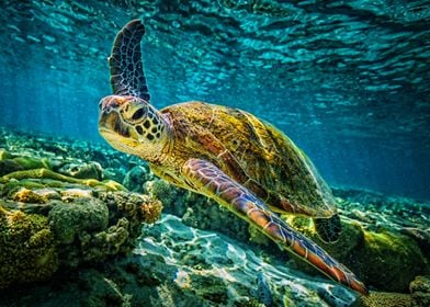 Turtle Coral Reef Wildlife