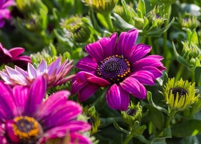 daisy in the garden