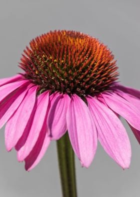 echinacea in the garden