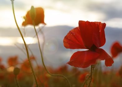 Poppy bud