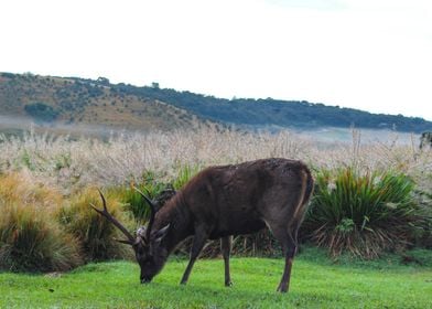 Deer in the early morning