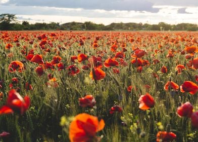 Poppies field