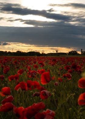 Poppies filed