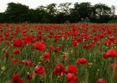 Poppies field