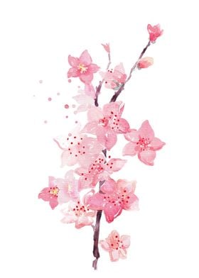 Peach Blossom