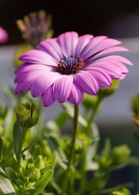 daisy in the garden