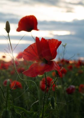 Poppy bud