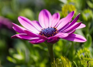 daisy in the garden