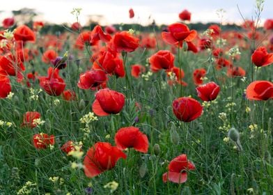 Poppies field