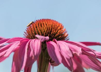 echinacea in the garden