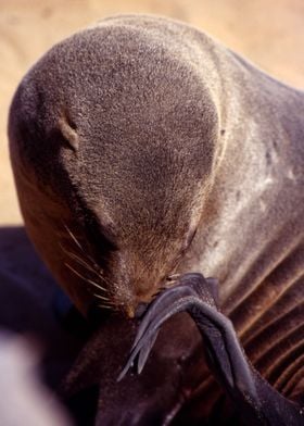 Seal Poster