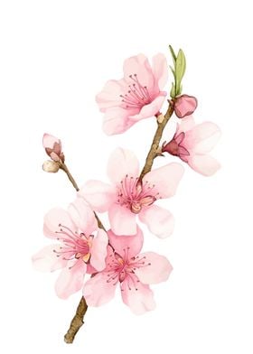 Cherry Blossom Floral