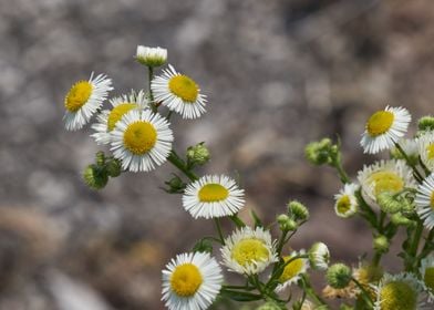 daisy in the garden