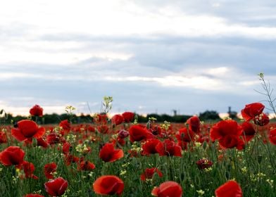 Poppies field