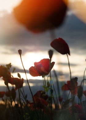 Poppy bud