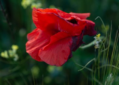 Poppy bud