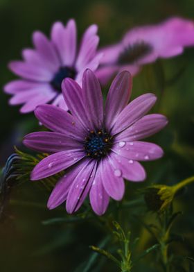 Osteospermum Flower