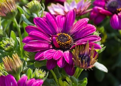 daisy in the garden