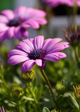 daisy in the garden