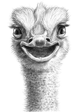 Laughing Ostrich G21 015