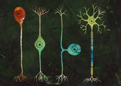 Four types of neurons 