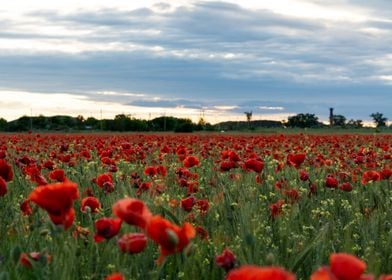 Poppies field