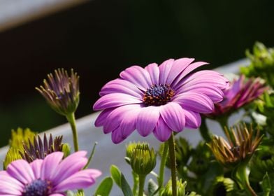 daisy in the garden