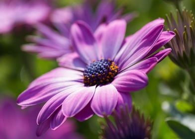 daisy in the garden